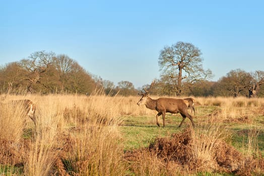 Red deer walking in atumnal park in late afternoon light.