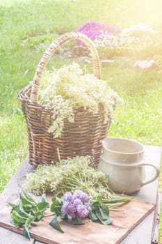 Elder blossom flower in a basket in the garden - herbs to prepare syrup with an old white jug and with sun rays
