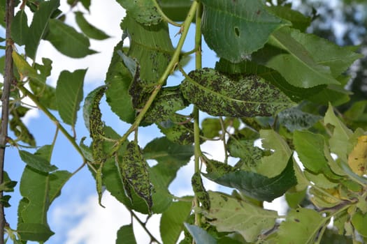 Many aphids on cherry tree leaves with blue sky