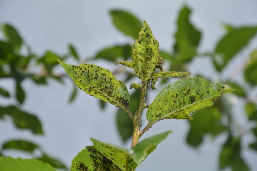 Many aphids on cherry tree leaves with sky in the background