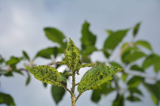 Many aphids on cherry tree leaves with blue sky