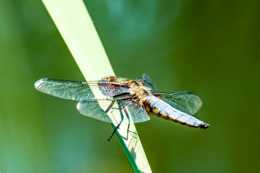 Flat belly,Libellula depressa,female