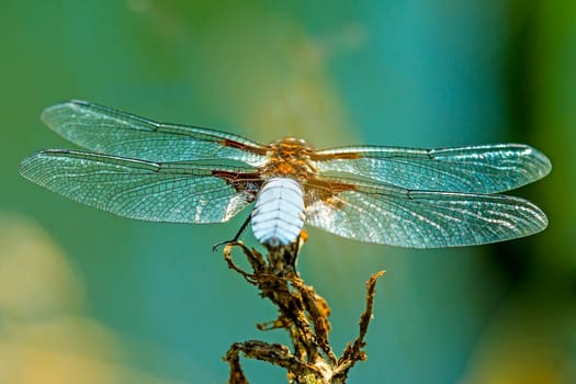 Flat belly,Libellula depressa,male