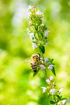Bee on thyme blossom