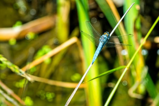 Large blue arrow,sitting on blade of grass by the pond
