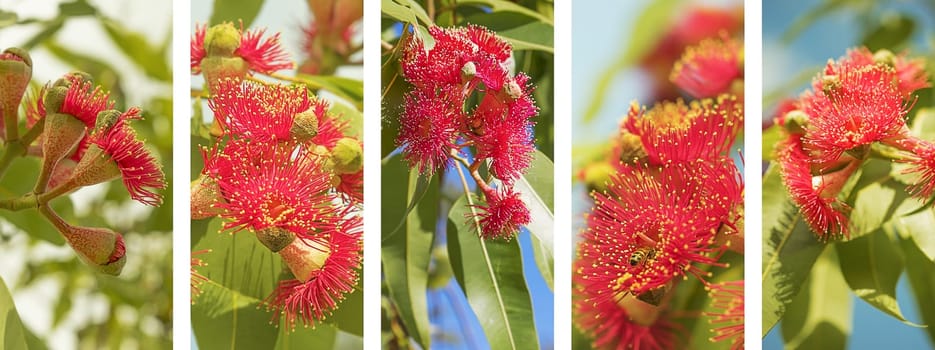 Australian Panoramic nature banner with set of red eucalyptus flower photo elements in white frame