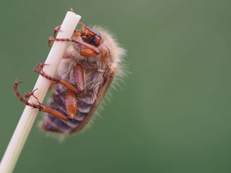 Ribbed curlew beetle - June beetle