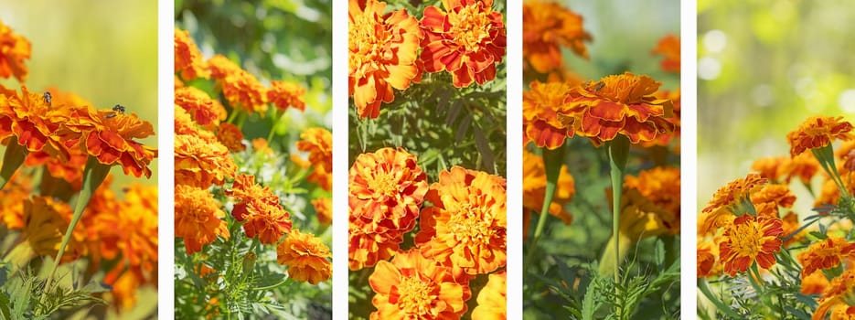 Panoramic set of marigold flowers banner for flora nature background