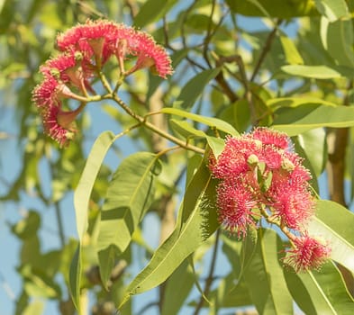 Bright Australian sunlight on red eucalyptus flowers with green gum leaves
