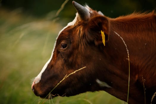 Cow on the pasture in summer