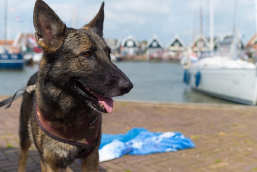 closeup of a german shepherd dog