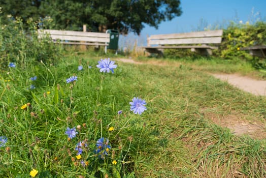 Cichorium intybus - common chicory flowers