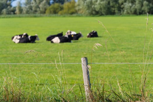 grazing frisian-holstein cows in a dutch meadow