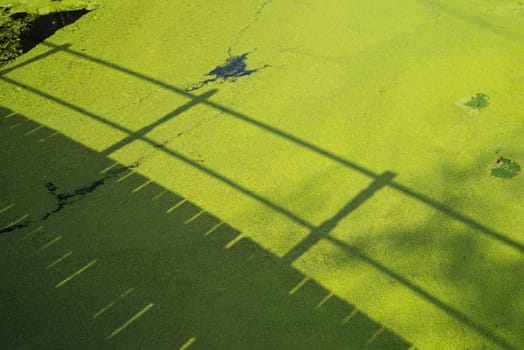 shadow of a bridge in a canal full with duckweed