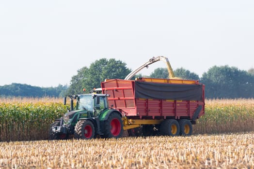 corn being harvested at the end of a long summer