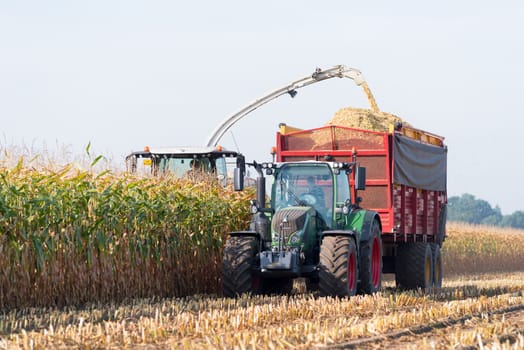 corn being harvested at the end of a long summer