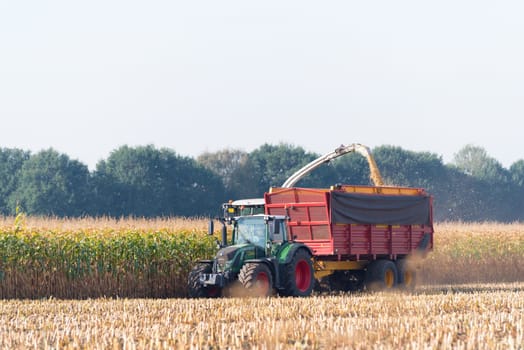 corn being harvested at the end of a long summer