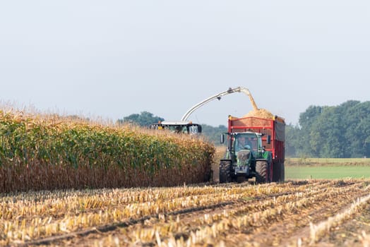 corn being harvested at the end of a long summer