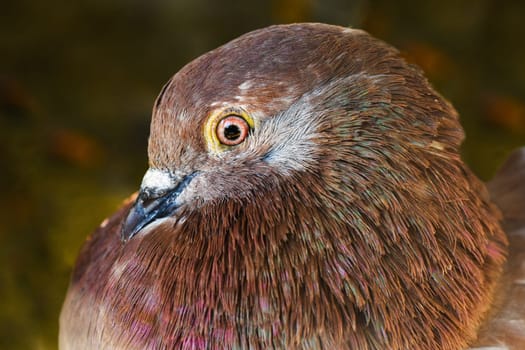 Portrait about a brown domestic dove on green background.