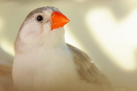 Little finch bird, songbird.