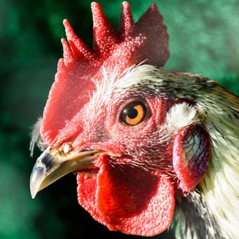 Portrait about a rooster on green background.