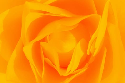 Close-up photo about a beautiful yellow rose.
