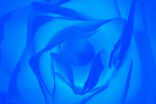 Close-up photo about a beautiful blue rose.