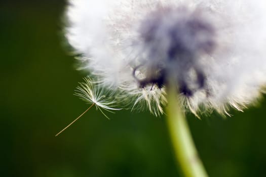 Close-up photo about a dandelion in autumn.