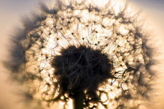 Close-up photo about a dandelion in autumn.