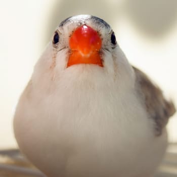 Little finch bird, songbird.