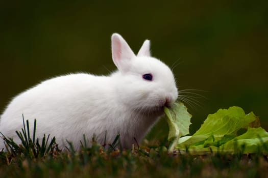 White bunny eats cabbage in the grass.