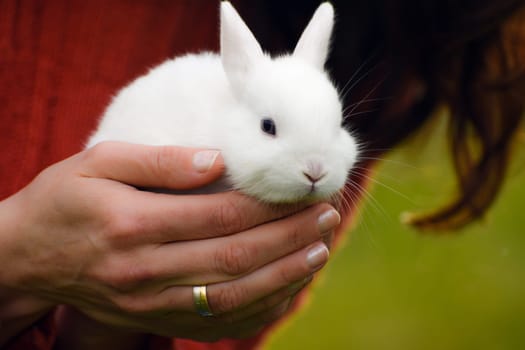 Cute white bunny is in female hands.