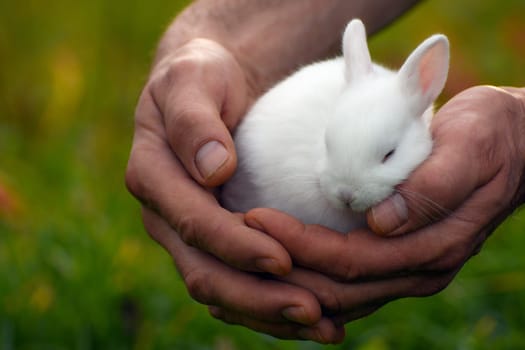 Cute white bunny is sleeping in male hands on green background.