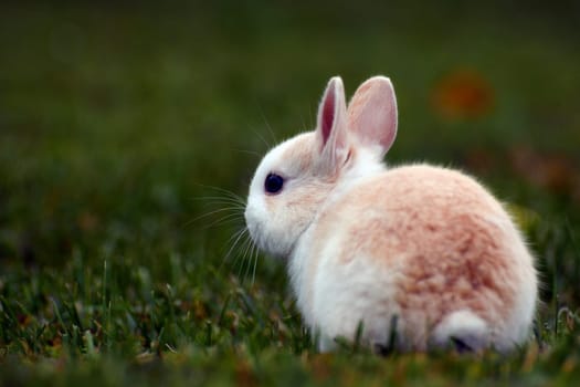 Little cute bunny is in the grass.
