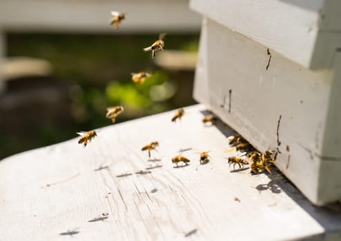 Close up of bees flying in and Out of their hives. Some of the bees carry golden pollen lumps on their legs