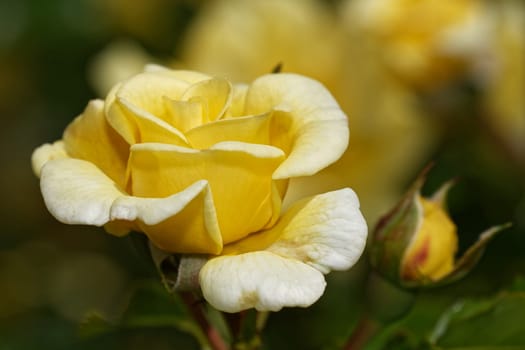 Bed rose