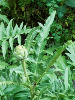Artichoke plant (Cynara cardunculus) with leaves and fruit standing in a garden.