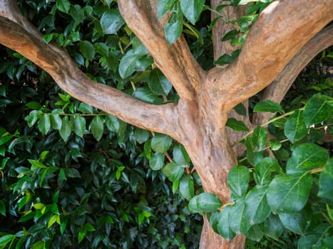 Branching of an Indian lager current (Lagerstroemia indica),also called crepe myrte or monkey slide tree,with green foliage. Location: Merano / South Tyrol / Italy