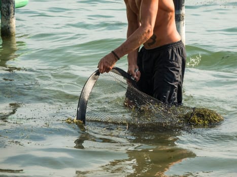 Man walks with a net through the knee-deep water of Lake Caldaro and scoops large mermaid (Latin: Najas) from the water surface at the bathing area.