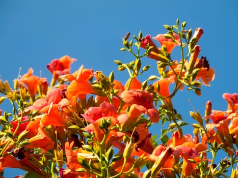 Trumpet flower bush in front of a blue sky.