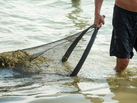 Man walks with a net through the knee-deep water of Lake Caldaro and scoops large mermaid (Latin: Najas) from the water surface at the bathing area.
