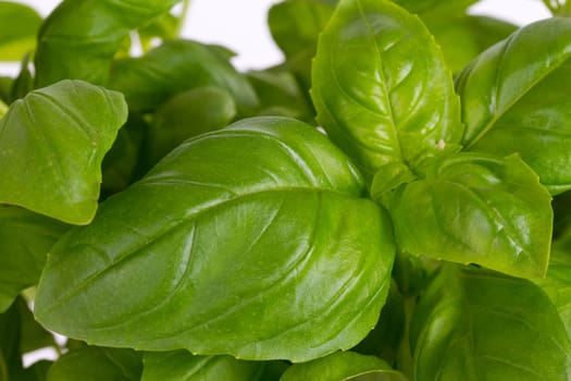 Fresh basil in detail as background