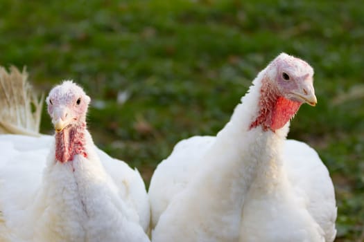 Turkeys from a Hessian free-range farm