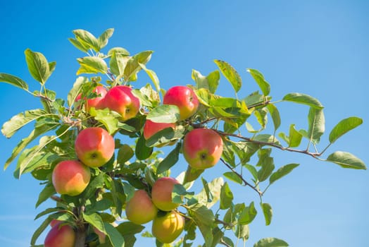 trees full with ripe red apples in the netherlands