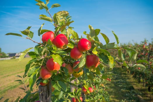 trees full with ripe red apples in the netherlands