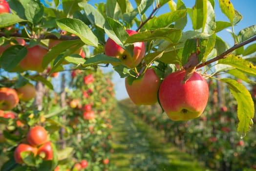 trees full with ripe red apples in the netherlands