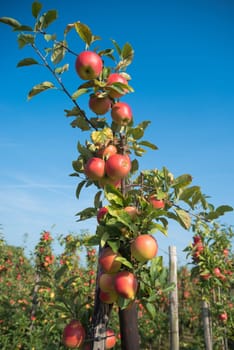 trees full with ripe red apples in the netherlands