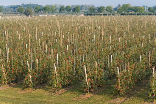 hundreds of apple trees in an orchard