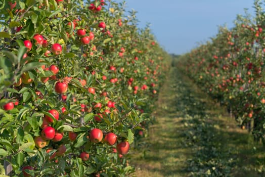 trees full with ripe red apples in the netherlands