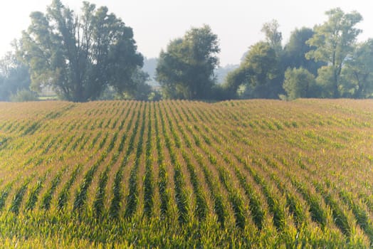 field with ripe corn in the netherlands